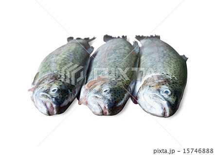 fresh trout on white background fresh trout on white background 15746888