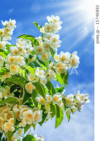 Jasmine flower growing in garden 15746892