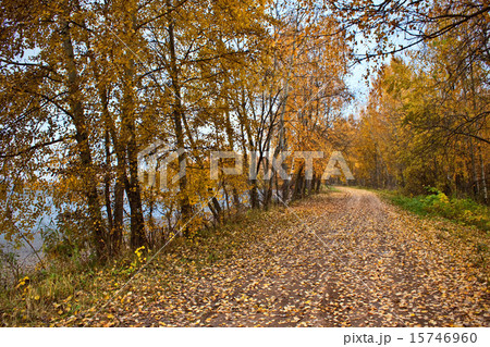 mellow autumn on river bank 15746960