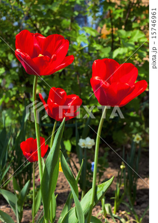 red tulips in a garden 15746961