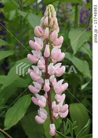 Purple flowers of the lupine 15746963