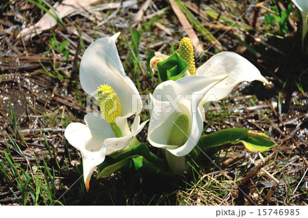 長野県　白馬　落倉自然園のオチクラミズバショウ 15746985