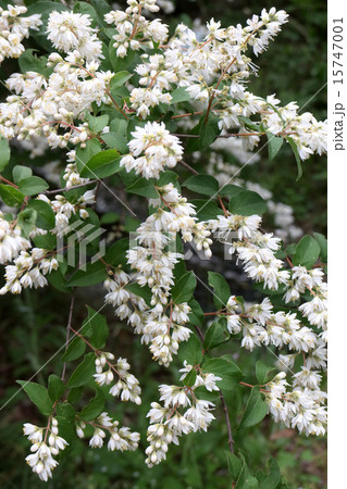 ヒメウツギ ヒメウツギ 15747001