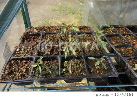 トマトの苗 15747161
