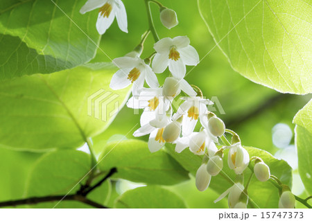 ハクウンボク ハクウンボク 15747373