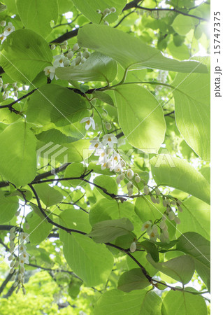 ハクウンボク 15747375