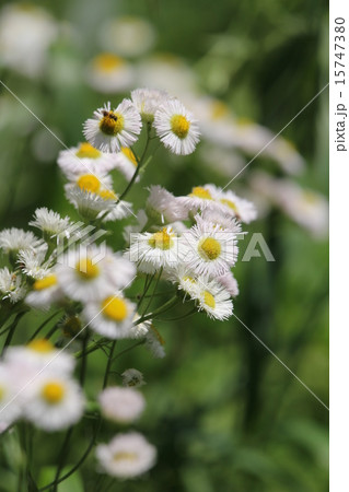 ハルジオン 15747380