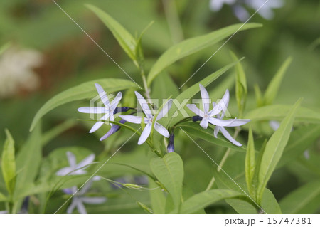 チョウジソウ 15747381