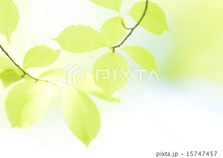 爽やかな新緑イメージ素材 15747457