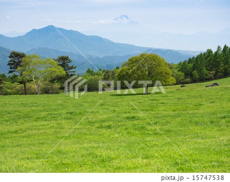 爽やかな八ヶ岳山麓の初夏 爽やかな八ヶ岳山麓の初夏 15747538