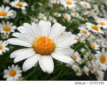 雨上がりのマーガレット畑２ 15747585