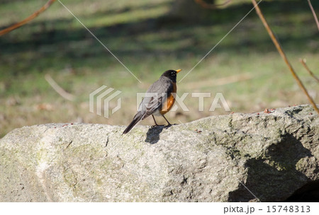 アメリカンロビン 15748313