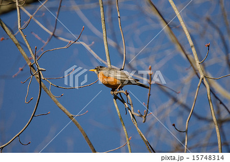 アメリカンロビン 15748314