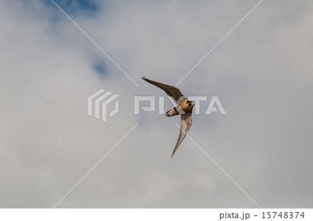 Peregrine Falcon in Flight Peregrine Falcon in Flight 15748374