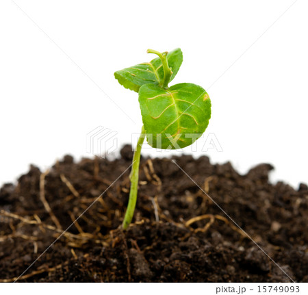 green plant 15749093