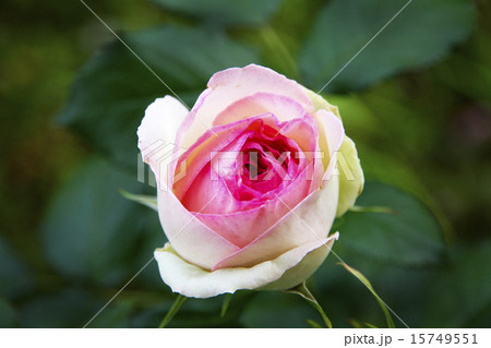 ピエール・ド・ロンサール 15749551