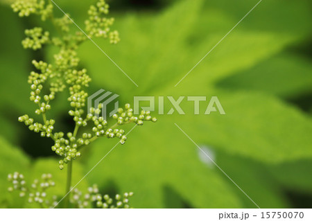 キョウカノコの白花の蕾 キョウカノコの白花の蕾 15750070