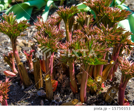 シャクヤクの芽の写真素材
