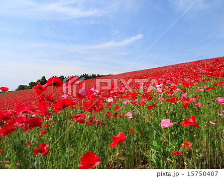 天空を彩るポピー 15750407