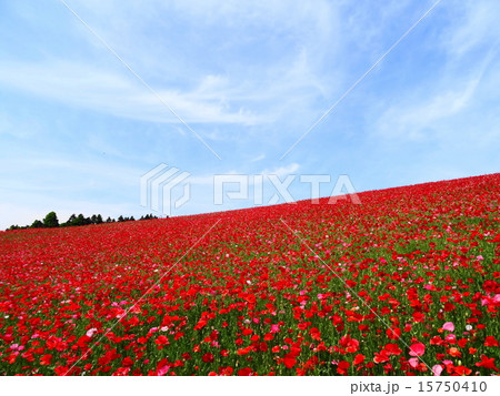 天空を彩るポピー 15750410