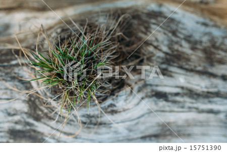 grass is stored in the tree 15751390