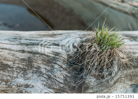 grass is stored in the tree 15751391