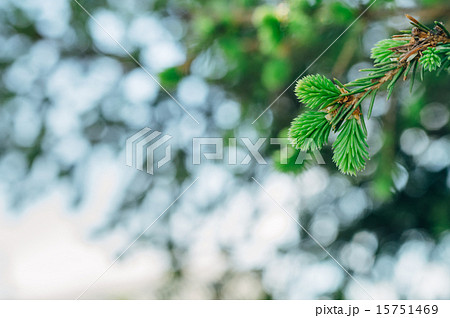small tree small tree 15751469