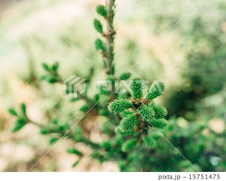 small tree small tree 15751475