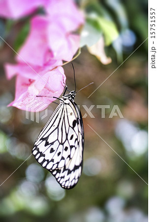 オオゴマダラ オオゴマダラ 15751557