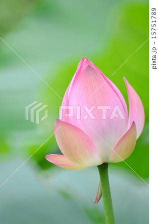 Lotus flower and Lotus flower plants 15751789