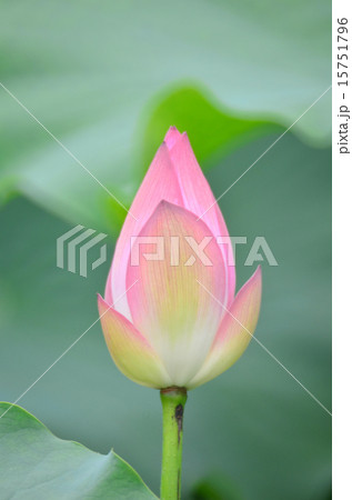 bloom lotus with leaf in summer bloom lotus with leaf in summer 15751796