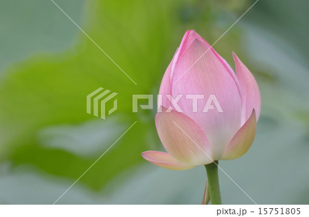Lotus flower and Lotus flower plants Lotus flower and Lotus flower plants 15751805