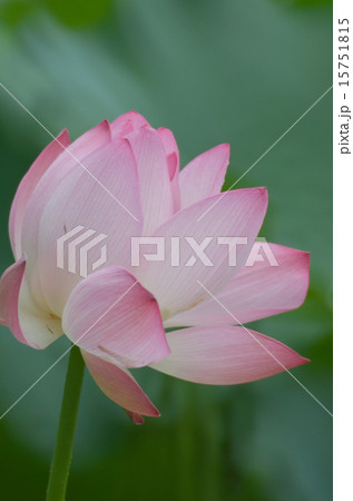 bloom lotus with leaf in summer 15751815