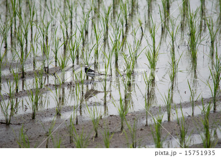 初夏の水田のハクセキレイ２ 15751935
