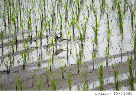 初夏の水田のハクセキレイ3 初夏の水田のハクセキレイ3 15751936