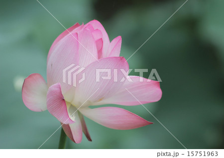 Lotus flower and Lotus flower plants Lotus flower and Lotus flower plants 15751963