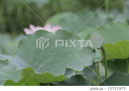 Lotus flower and Lotus flower plants Lotus flower and Lotus flower plants 15751973