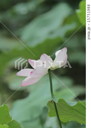 Lotus flower and Lotus flower plants 15751988