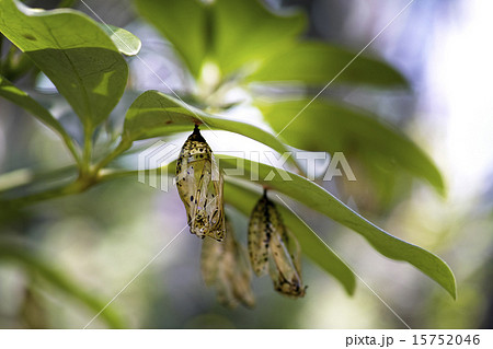 オオゴマダラ蛹の脱け殻の写真素材