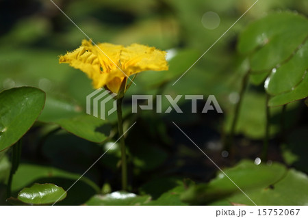 自然 植物 アサザ 夏に黄色の綺麗な花を咲かせます 朝開花して夕方にはしぼむ一日花です の写真素材