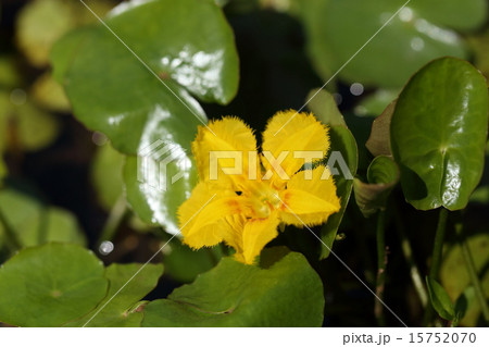 自然 植物 アサザ 夏に黄色の綺麗な花を咲かせます 朝開花して夕方にはしぼむ一日花です の写真素材