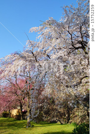 舞鶴公園の桜 15752259