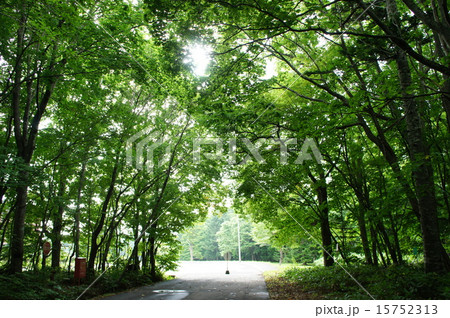 野幌森林公園 野幌森林公園 15752313