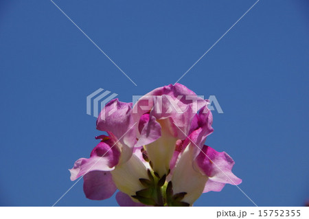 キンギョソウ（全開のピンクの花びら） 15752355