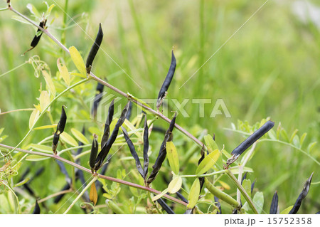 黒くなったカラスノエンドウの実 15752358