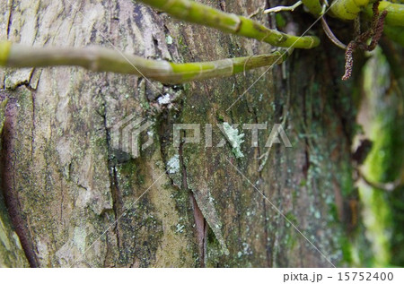 着生ランのすぐ下に苔に擬態した虫 15752400
