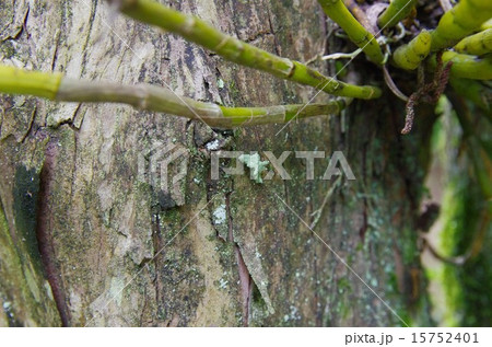 苔に擬態した虫 15752401