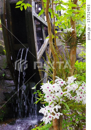 阿久根市着生ランの里の環境にやさしい水車発電 15752403