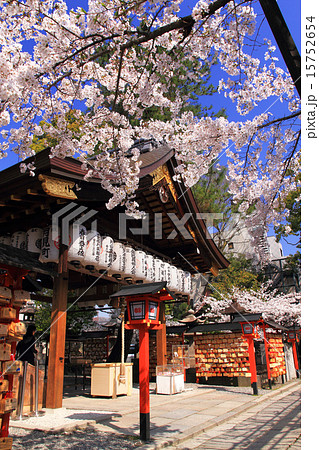 3月京都 安井金比羅宮拝殿と桜 15752654