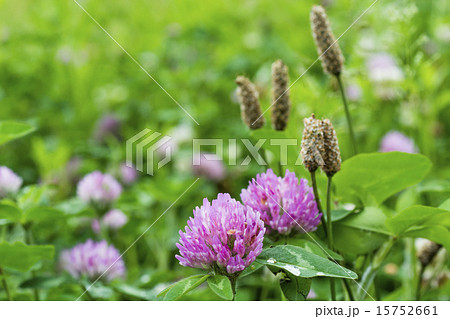 春の野の花 春の野の花 15752661
